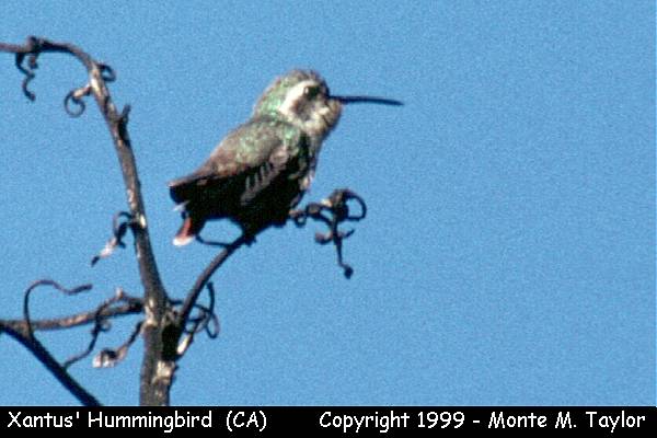 Xantus's Hummingbird -winter / Feb, 1988- (Ventura, California)