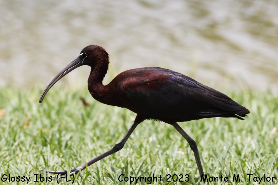 Glossy Ibis -spring- (Florida)