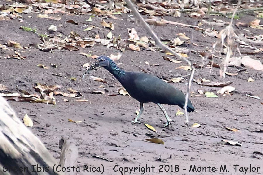 Green Ibis -winter- (Selva Verde, Costa Rica)
