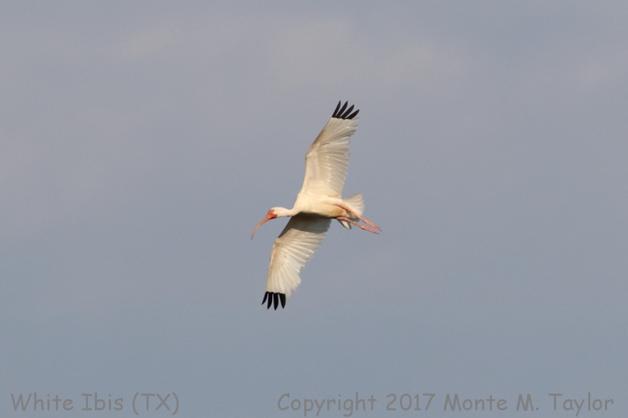 White Ibis -summer- (Texas)