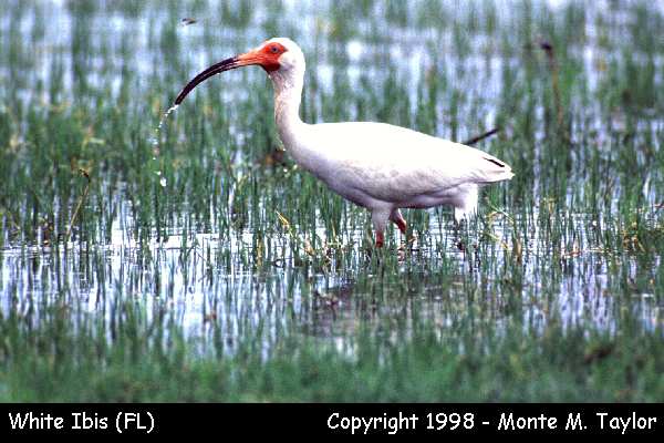 White Ibis -spring- (Florida)