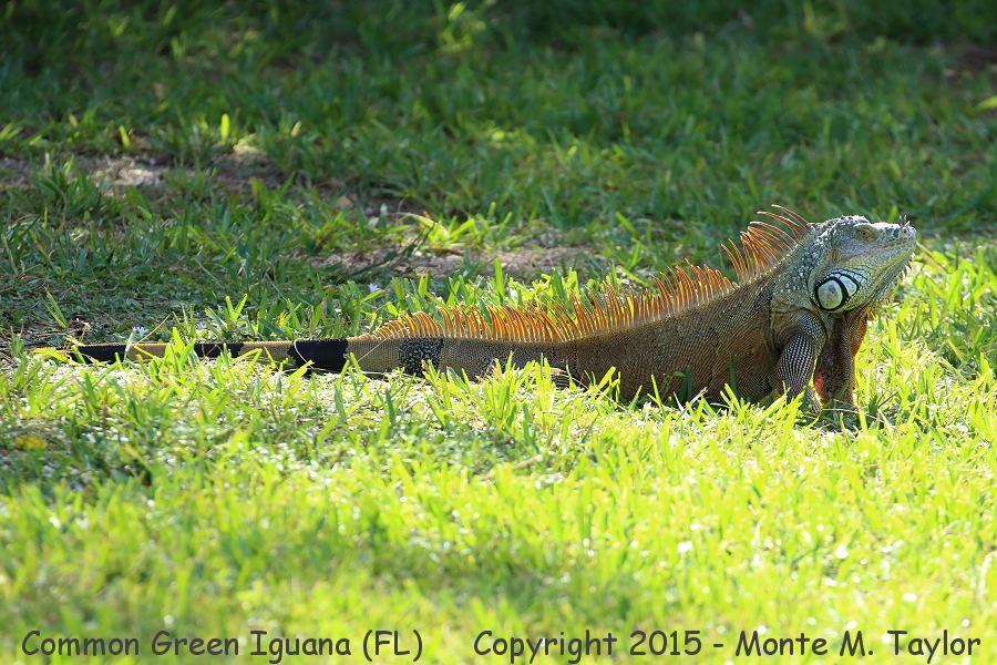 Common Green Iguana -fall- (Florida)
