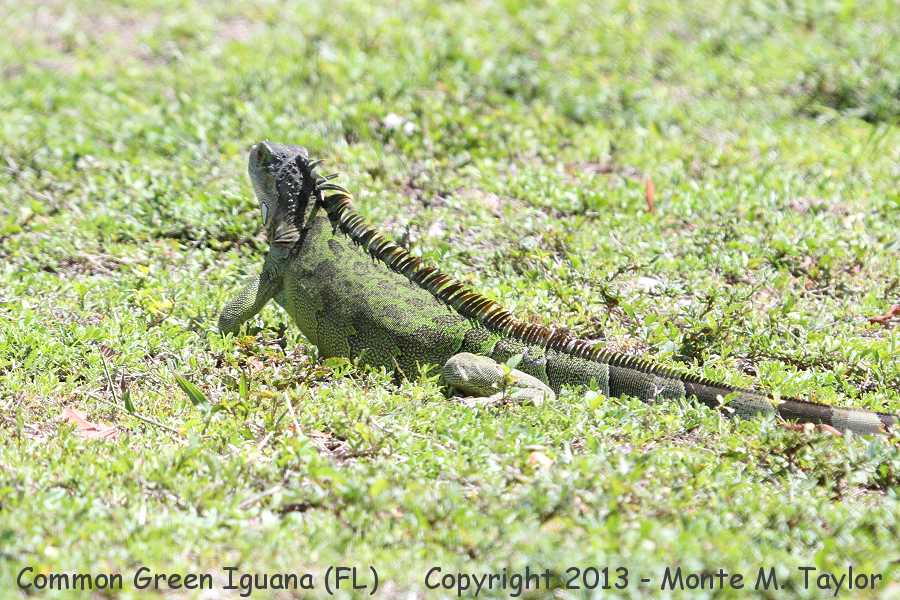 Common Green Iguana -spring- (Florida)