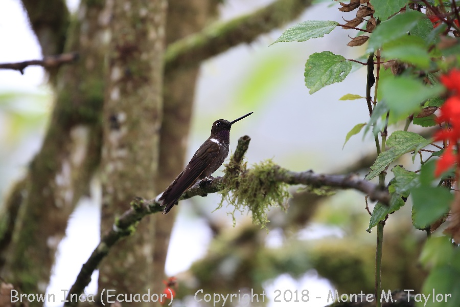 Brown Inca -November- (Paz Reserve, Ecuador)