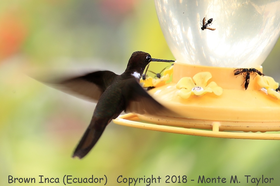 Brown Inca -November- (Paz Reserve, Ecuador)