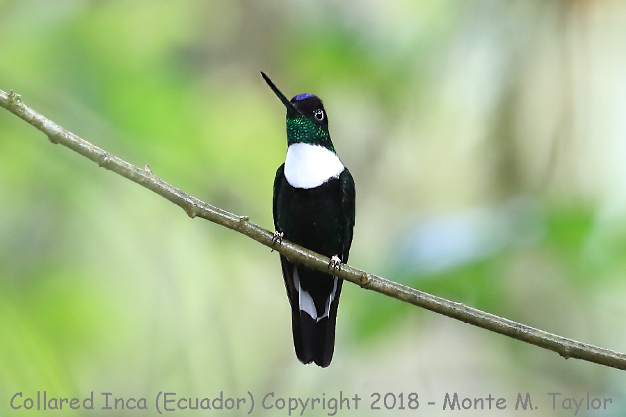 Collared Inca -November male- (Bellavista, Ecuador)