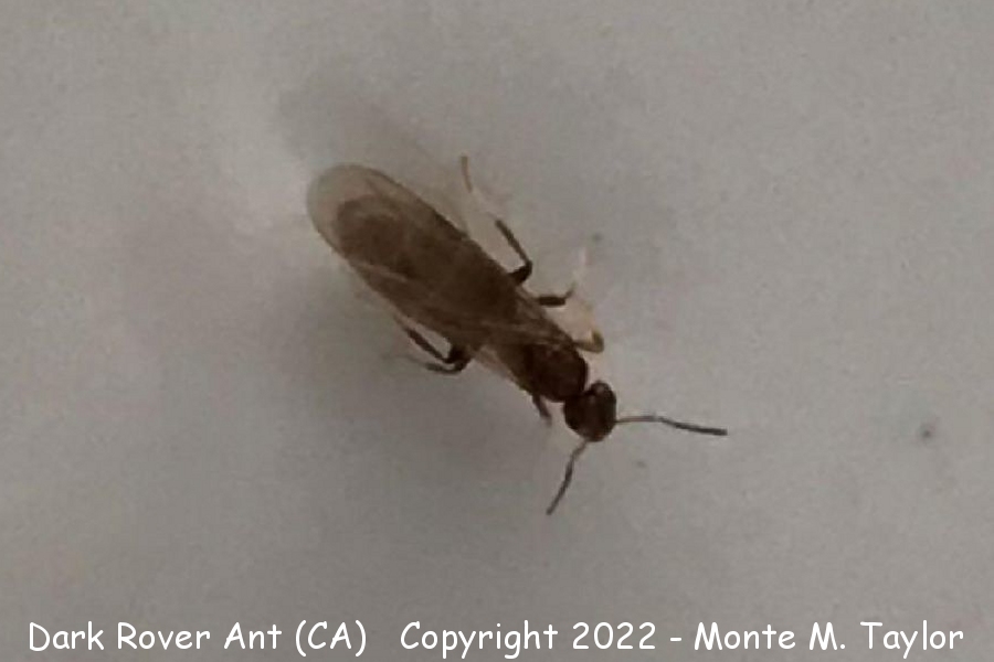 Dark Rover Ant -spring- (California)
