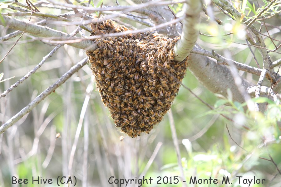 Honey Bee Hive -spring- (California)