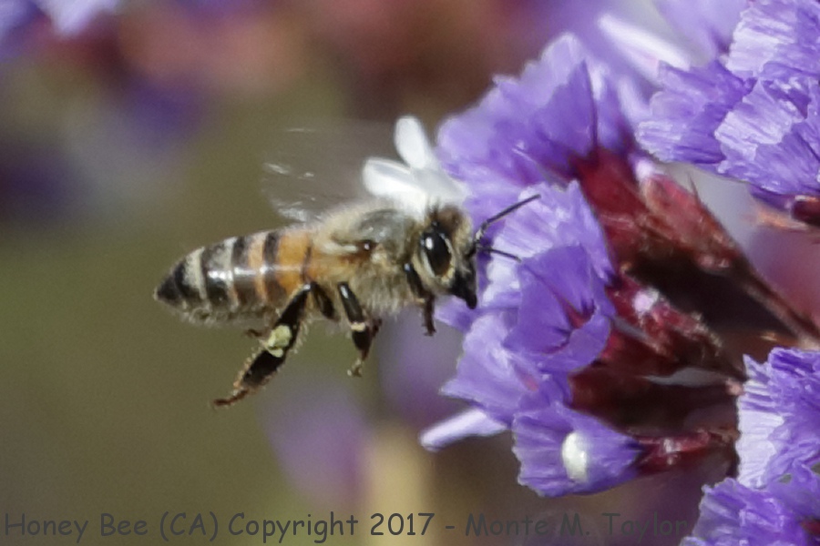 Honey Bee -spring- (California)