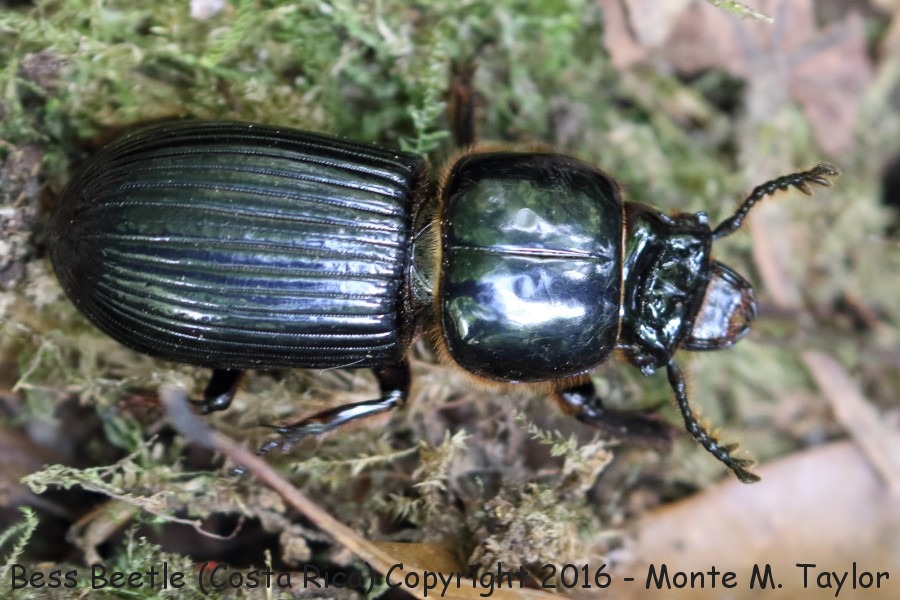 Bess Beetle -winter- (Savegre, Costa Rica)