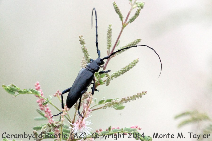 Cerambycid Beetle Stenaspis solitaria -summer- (Southeastern Arizona)