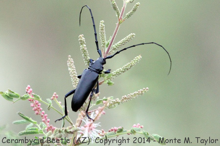 Cerambycid Beetle Stenaspis solitaria -summer- (Southeastern Arizona)