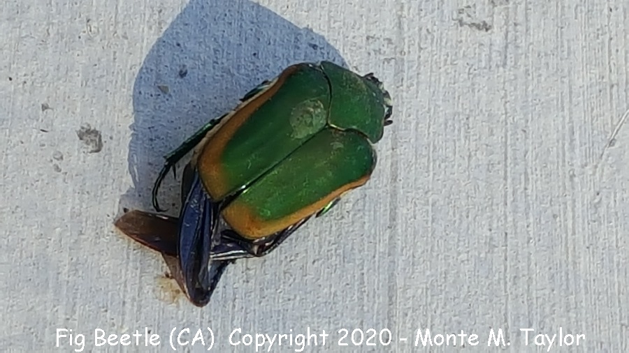 Figeater Beetle -summer- (California)