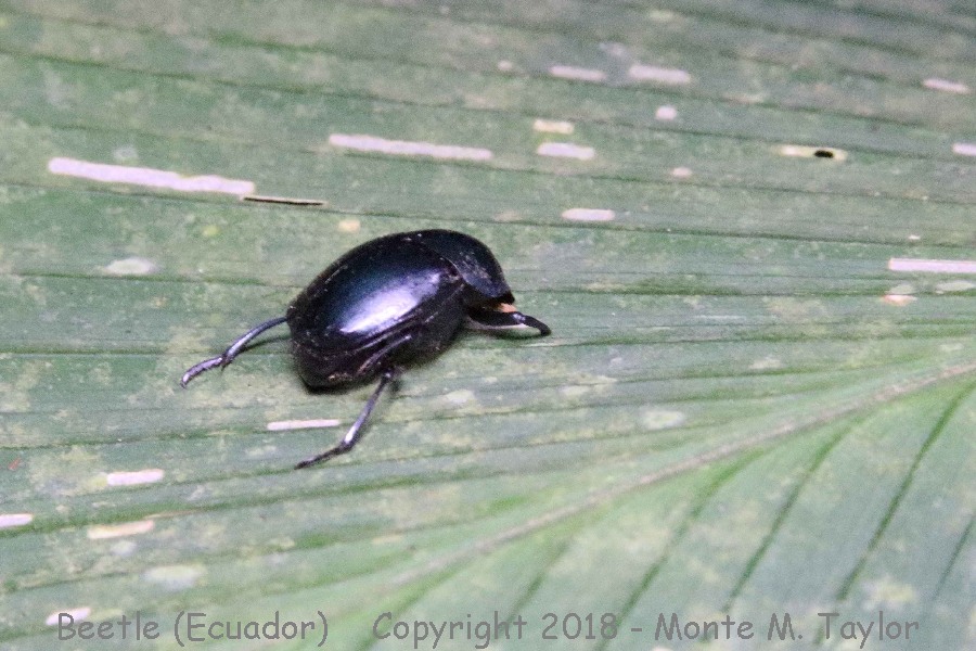 Beetle -November- (Mindo, Ecuador)