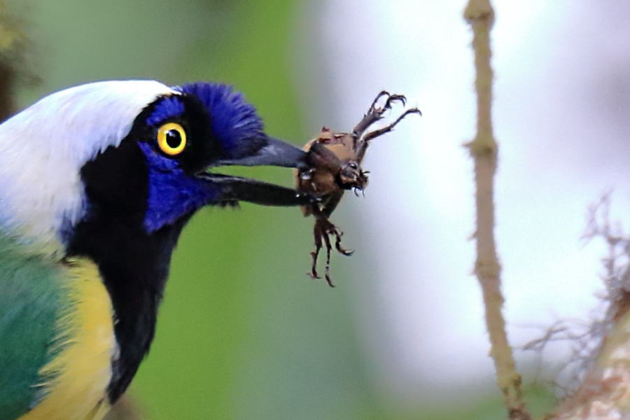 Beetle unknown -winter- (San Isidro Lodge, Ecuador)
