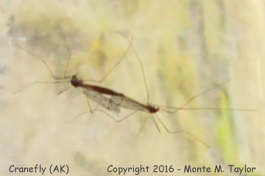 Cranefly -spring- (Denali National Park, Alaska)