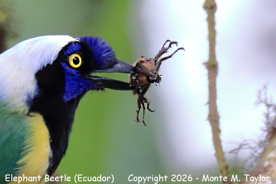 Elephant Beetle -winter- (San Isidro Lodge, Ecuador)