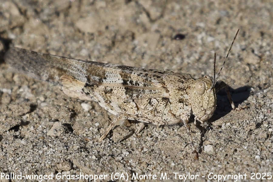 Pallid-winged Grasshopper -spring- (California)