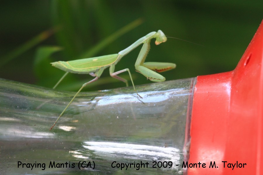 Praying Mantis (California)