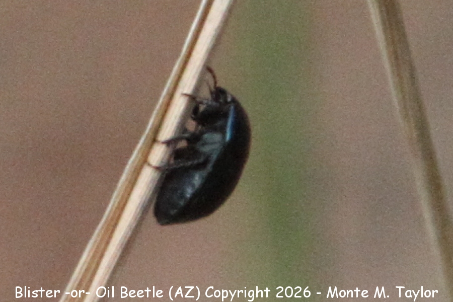 Oil Beetle -or- Blister Beetle -spring- (Arizona)