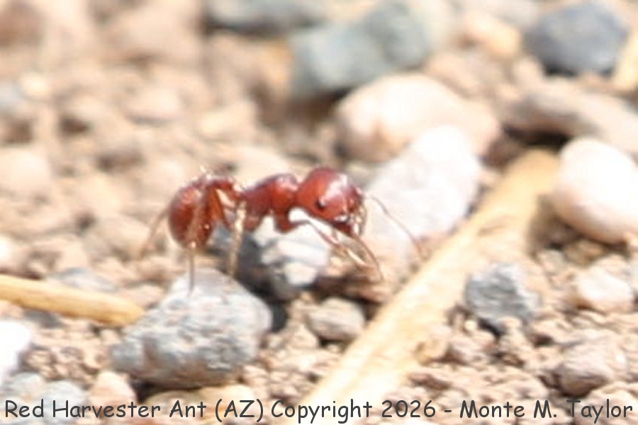 Red Harvester Ant -summer- (Arizona)