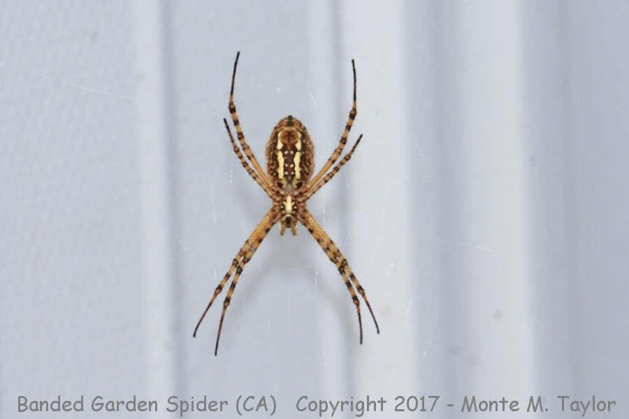 Banded Garden Spider -winter- (California)