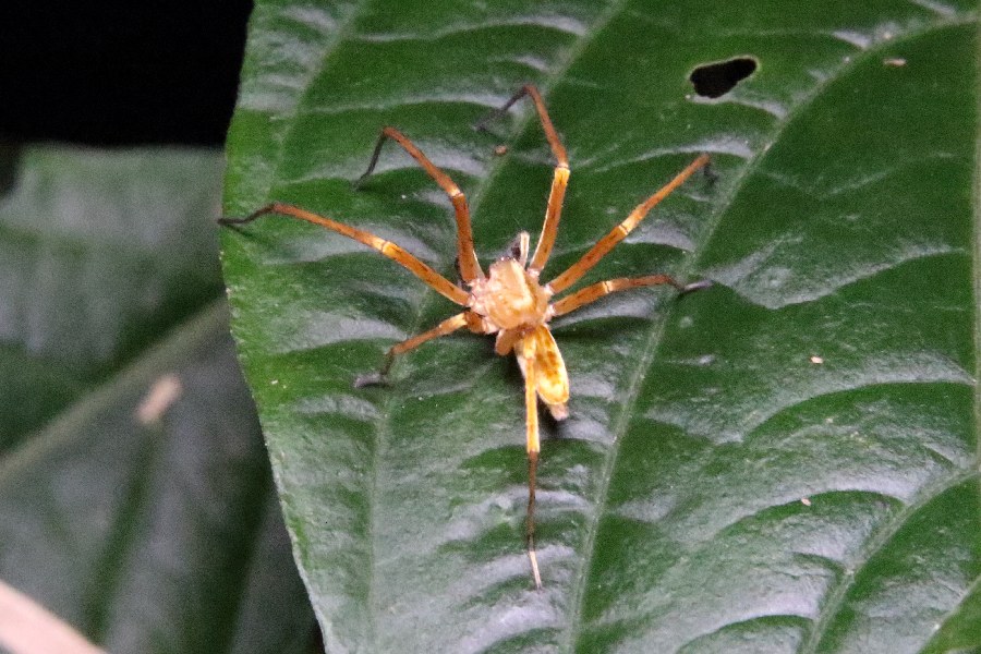 Spider of some sort -November- (Mindo, Ecuador)
