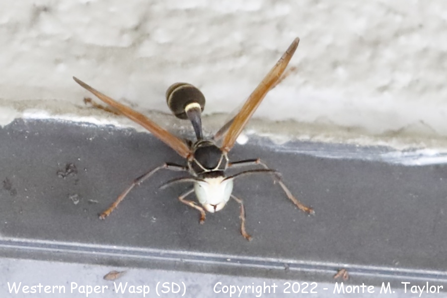Western Paper Wasp -fall- (South Dakota)
