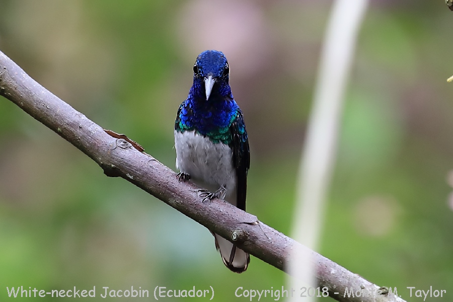 White-necked Jacobin -November Male- (Alambi, Ecuador)