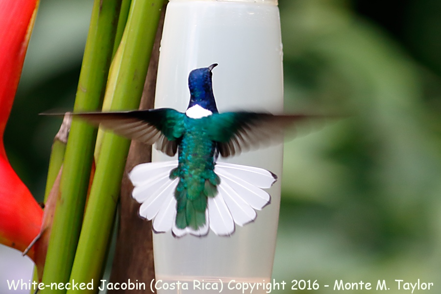 White-necked Jacobin -winter male- (Selva Verde, Costa Rica)