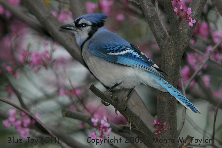 Blue Jay -spring- (Ohio)