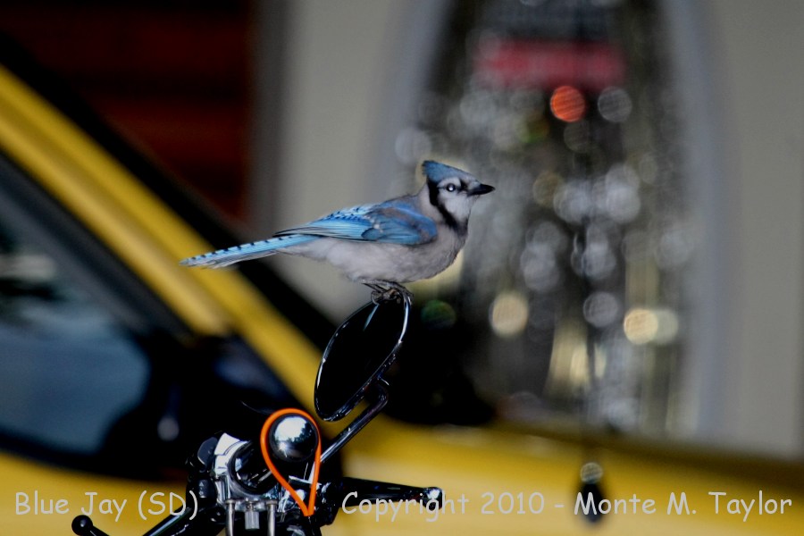 Blue Jay -summer- (South Dakota)