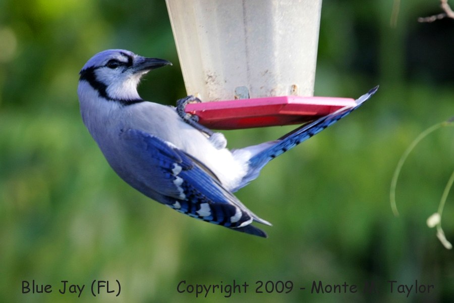 Blue Jay -winter- (Florida)
