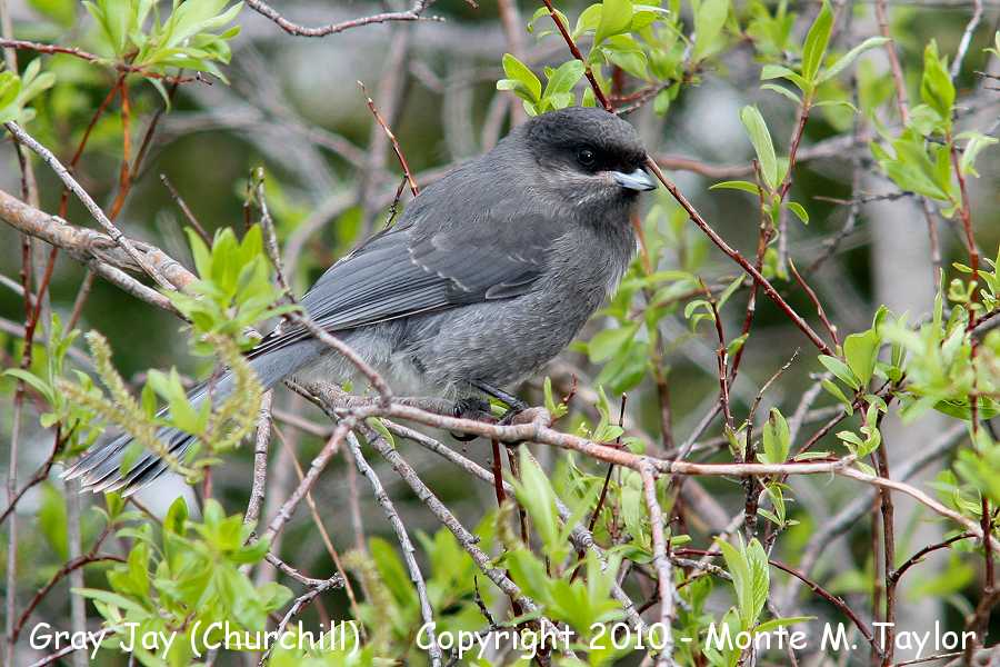 Canada Jay -summer fledgling- (Churchill, Manitoba, Canada)