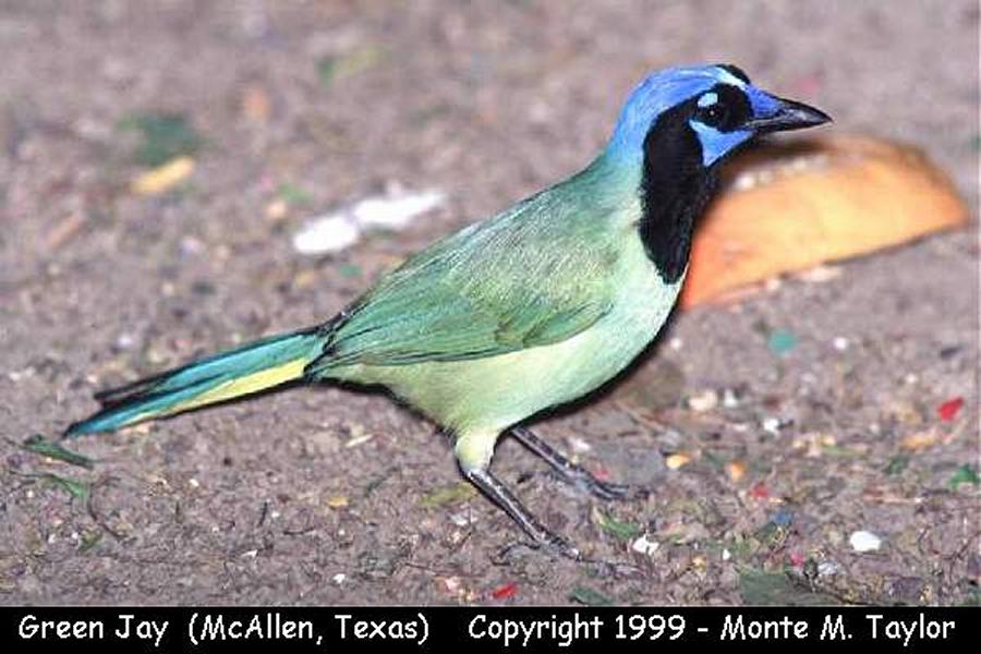 Green Jay -spring- (Texas)