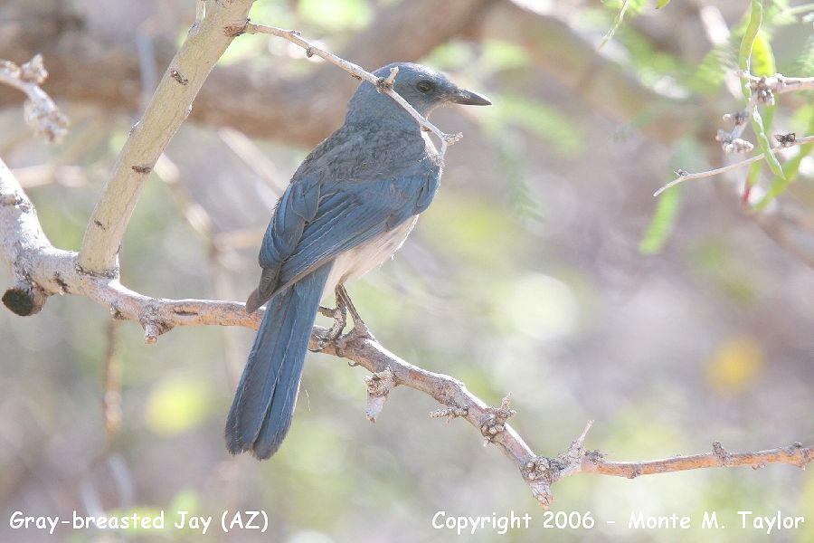 Mexican (Gray-breasted) Jay -spring- (Arizona)