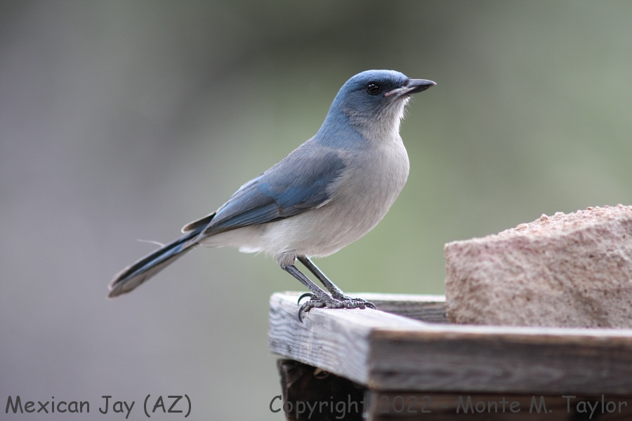 Mexican (Gray-breasted) Jay -winter- (Arizona)