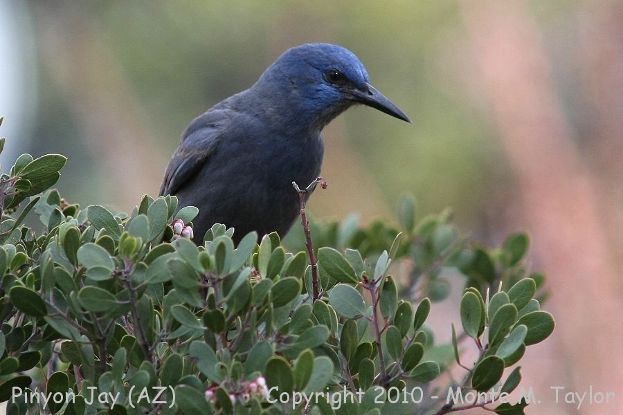 Pinyon Jay -winter- (Arizona)