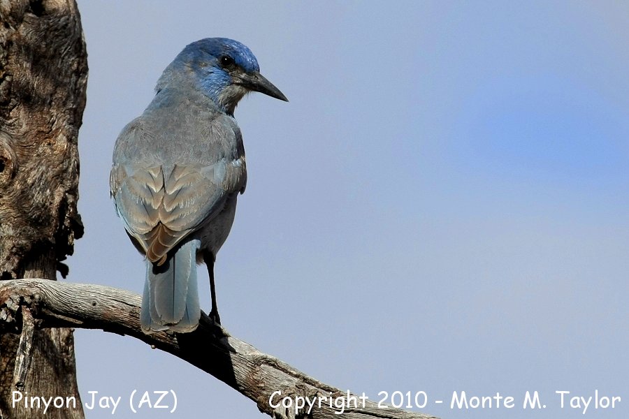 Pinyon Jay -winter- (Arizona)
