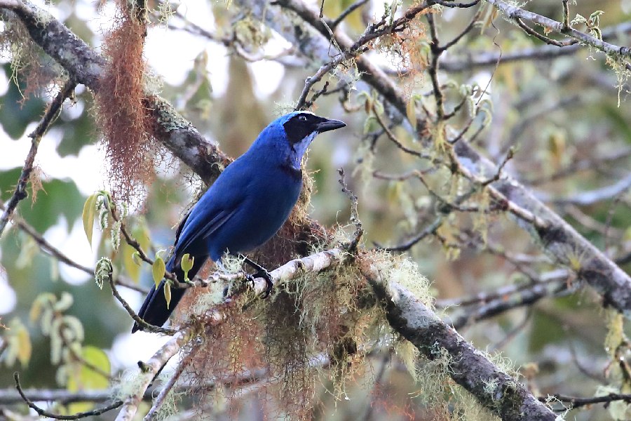Turquoise Jay -November- (Bellavista, Ecuador)