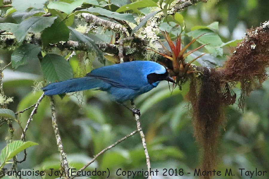 Turquoise Jay -November- (Guango Lodge, Ecuador)