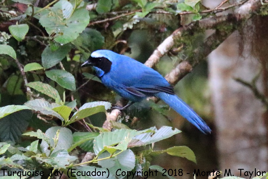 Turquoise Jay -November- (Guango Lodge, Ecuador)