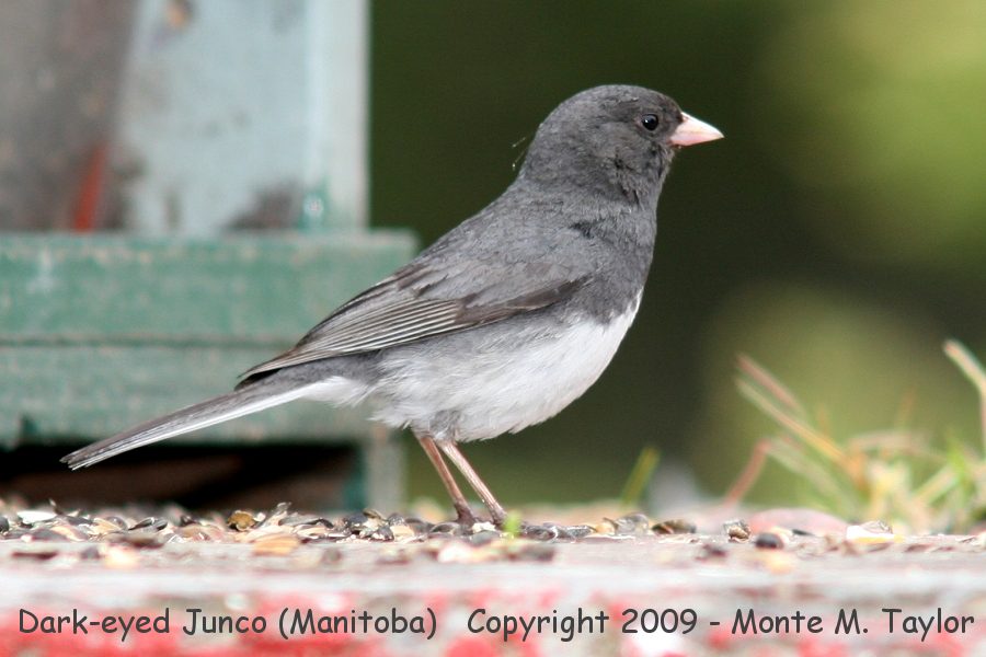 Dark-eyed Junco -slate-colored race / summer- (Churchill, Manitoba)