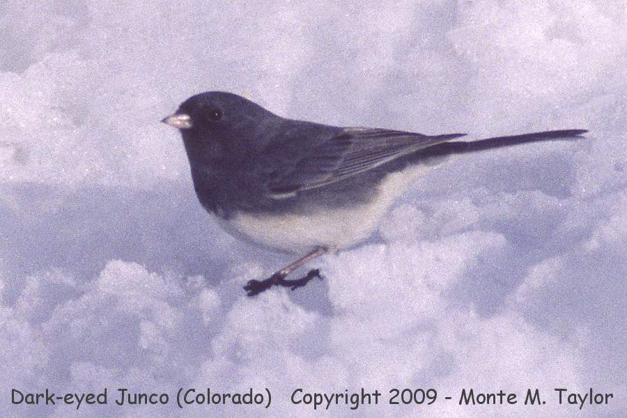 Dark-eyed Junco -slate-colored race / winter- (Colorado)