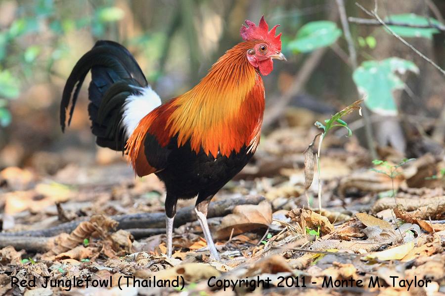 Red Junglefowl -winter- (Kaeng Krachan National Park, Petchaburi, Thailand)