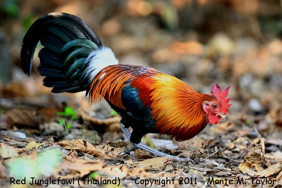 Red Junglefowl -winter male- (Kaeng Krachan National Park, Petchaburi, Thailand)