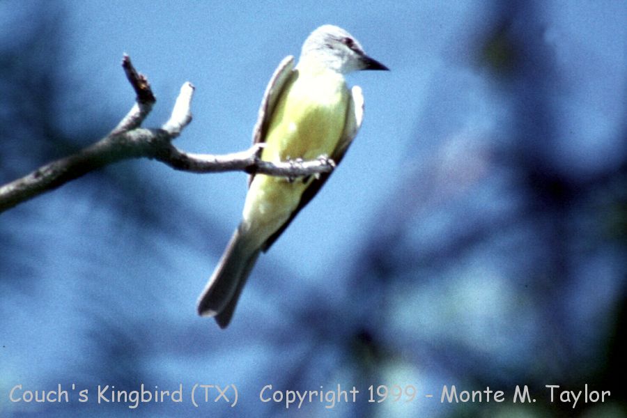 Couch's Kingbird -spring- (Texas)