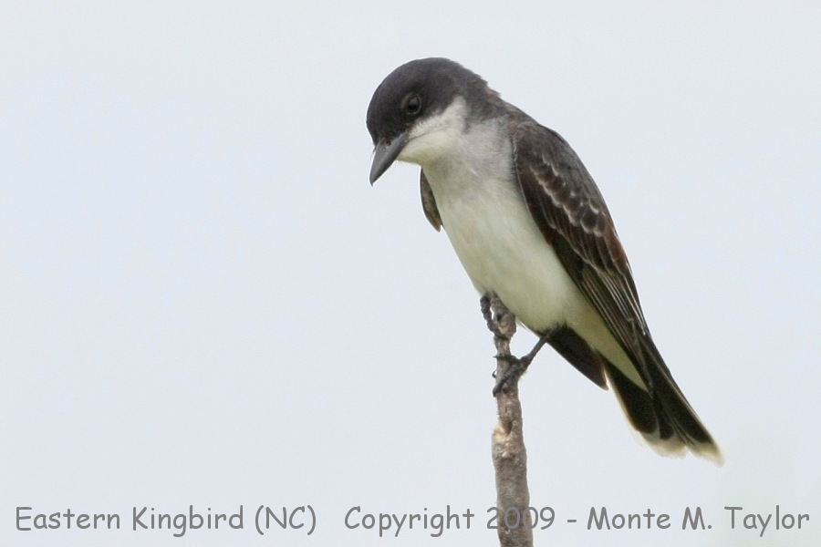 Eastern Kingbird -spring- (North Carolina)