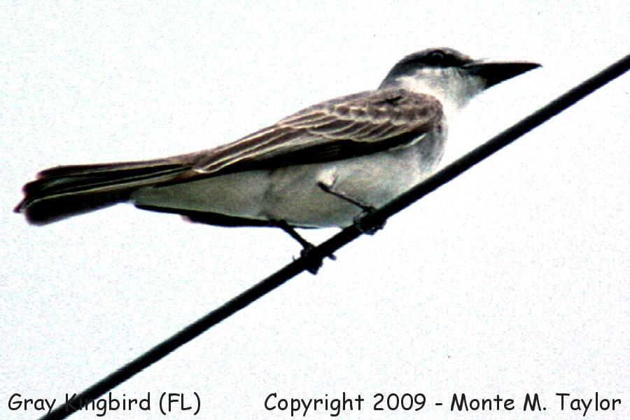Gray Kingbird -spring- (Florida)