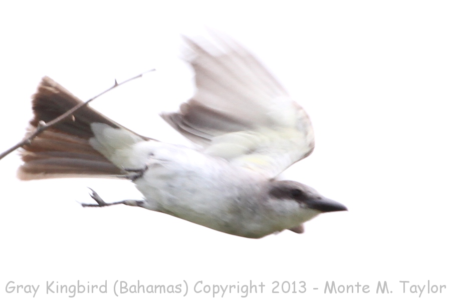 Gray Kingbird -summer- (Little Abaco, Bahamas)